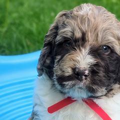 Assorted Doodle Crosses and Newfypoos from Hidden Haven Poodles and Doodles