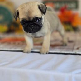 Hummer - Fawn male Pug puppy in Arthur, Illinois from Perfect Pugs