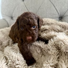Boy 1 - male Lagotto Romagnolo puppy in North Augusta, South Carolina from Carolina Lagotto