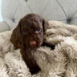 Boy 1 - male Lagotto Romagnolo puppy in North Augusta, South Carolina from Carolina Lagotto