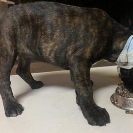 Boxer Puppies from Euro boxers of SoCal