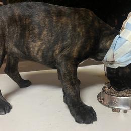 Boxer Puppies from Euro boxers of SoCal