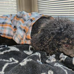 Goldendoodles and Poodles from Lee’s Pups & Cuts