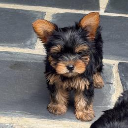SMALL TOM - Black and gold male Yorkshire Terrier puppy in Maple Heights, Ohio from Yorkiesllc