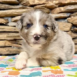 Maia - Blue merle female Australian Shepherd puppy in Red Springs, North Carolina from Julia Rose Ranch