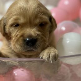 Golden Retrievers from GB kennel