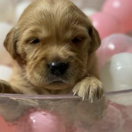Golden Retrievers from GB kennel