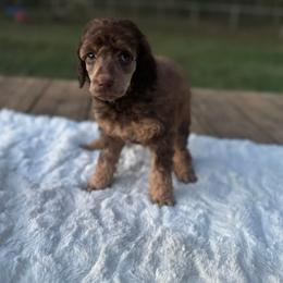 Nova - Sable female Poodle puppy in Troy, Alabama from Redmond Rose Kennel