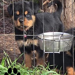 Roxy - Black and mahogany female Rottweiler puppy in Tangent, Oregon from Raya's Royals