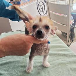 Sassy - Apricot female Chinese Crested puppy in Bel Air North, Maryland from ConeraIsles Kennel
