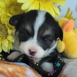 Rainbow bandana girl - Black and tan female Pembroke Welsh Corgi puppy in Cherokee, Oklahoma from MCS Farms-OK