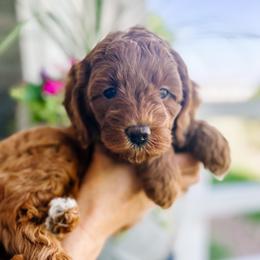 Goldendoodle Puppies from The Doodle Spot