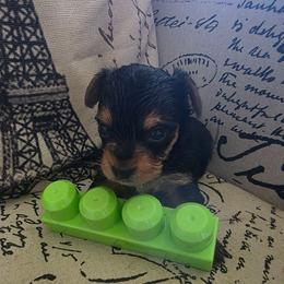 Green Boy - Black and tan male Yorkshire Terrier puppy in St. Louis, Missouri from Yorkieville - Shih Tzu Nation
