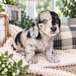 Huxley - Dapple male Dachshund puppy in Mountainburg, Arkansas from Charisma Dachshunds