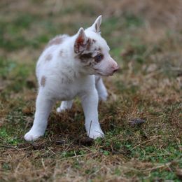 Joey - Red merle male Border Collie puppy in Alabama from Bar C Farms