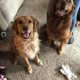 Golden Retriever All Grown Up from Graham Goldens