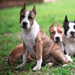 American Staffordshire Terrier Puppies from America's Best Amstaffs