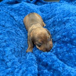 Brindle girl - Brindle female Dachshund puppy in Spanaway, Washington from 11 Oaks Kennels