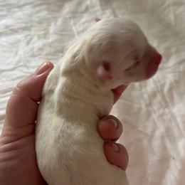 Sowflake - White male Chihuahua puppy in Austin, Indiana from Dog Bones N Harmony