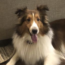 Forest - Shetland Sheepdog