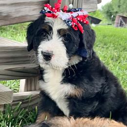 Stars - Tri-color female Bernedoodle puppy in Kansas City, Missouri from Beary GoldenDoodles