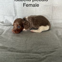 Isabella piebald girl - Fawn (isabella) and tan female Dachshund puppy in Mount Vernon, Ohio from Double A Dachshunds