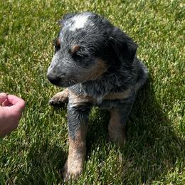 Tuke - Blue male Australian Cattle Dog puppy in Mount Pleasant, Utah from Christensen Family Kennel