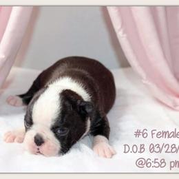 Girl 5 - Black and white female Boston Terrier puppy in North Central, Vermont from Windy Valley’s Bostons