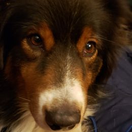 Fable - Australian Shepherd