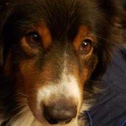 Fable - Australian Shepherd