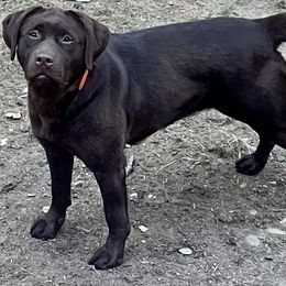 Athena - Labrador Retriever