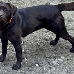 Athena - Labrador Retriever