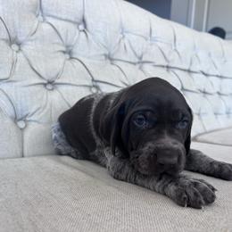 Merit - Liver roan female German Shorthaired Pointer puppy in Dugspur, Virginia from Pilgrims Trails Shorthairs