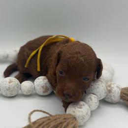 Acorn - Red  male Poodle puppy in Southampton, New Jersey from Lavishly Loved Pets LLC