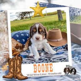 Boone - Liver white and tan male English Springer Spaniel puppy in Albany, Minnesota from Farm Fresh Labradors & English Springers