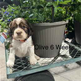 Olive - Liver white and tan female English Springer Spaniel puppy in Nine Mile Falls, Washington from Sue's Springers