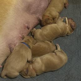 Girl 1 - Yellow female Labrador Retriever puppy in Nova, Ohio from Cary’s Buck Creek Farm LLC