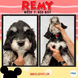 Remy (Red) - male Golden Mountain Doodle puppy in Boiling Springs, South Carolina from OlliePups, LLC
