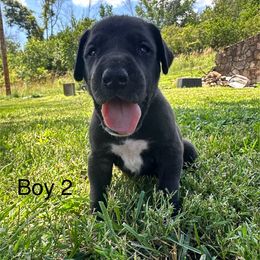 Boy 2 - Black and white male Great Dane puppy in Indianola, Iowa from Bull West Kennels