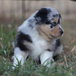 Denver - Blue merle male Australian Shepherd puppy in Olivehurst, California from Double M Aussies