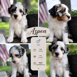 Aspen - Merle male Bernedoodle puppy in Rising Sun, Indiana from Ruby Lane Doodles
