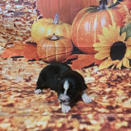 Girl 3 - Black tri-color female Australian Shepherd puppy in Lakeland, Florida from Diamond P Australian Shepherds