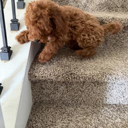 Nicky - Red female Cavapoo puppy in Mint Hill, North Carolina from DoodleForever