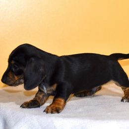 Ash - Black and cream male Dachshund puppy in Homosassa, Florida from SAN’S Dachshunds