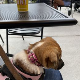 Golden Retriever and Jack Russell Terrier Puppies from Shelby Burleson's Golden Retrievers and Jack Russell Terriers