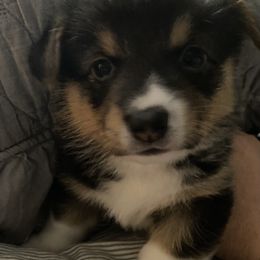 Baxter - American Corgi puppy in Pace, Florida from Faith Farm