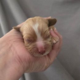 Dottie - Buff female Cocker Spaniel puppy in Winston Salem, North Carolina from Cocker Cottage
