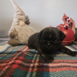 Boy 4 - Brindle male Pug puppy in Auburn, Kentucky from Prentice Family Pugs, Bugs & Corgis