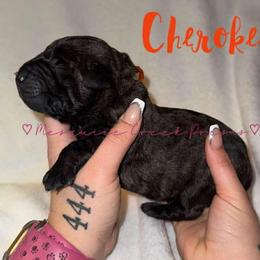 Cherokee - Tiger male Perro de Presa Canario puppy in Horizon, Texas from Mesquite Creek Kennels