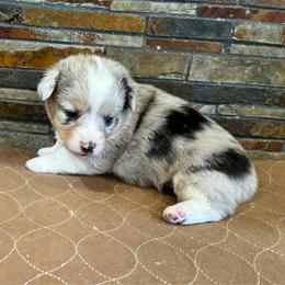 Girl 1 - Blue merle and white female American Corgi puppy in Visalia, California from VIP Stables